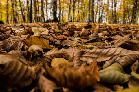 Autumn Stock Photos