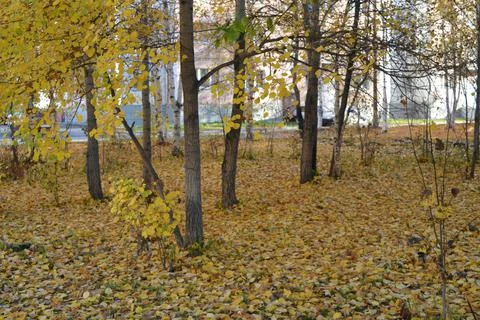 Autumn 스톡 사진