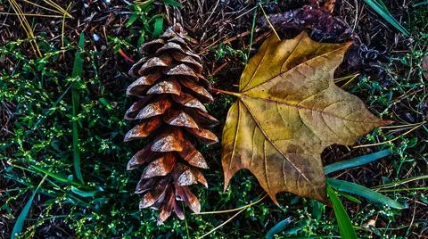 Autumn Foto stock