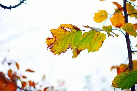 Autumn Stock Photos