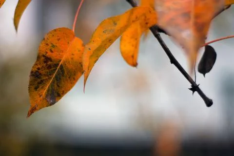 Autumn Stock Photos
