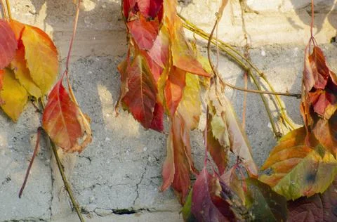 Autumn Stock Photos