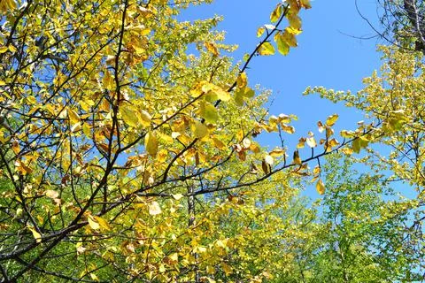Autumn Foto stock