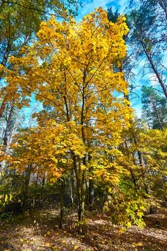 Autumn. Stock Photos
