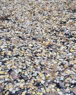 Autumn Stock Photos