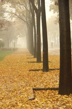 Autumn Stock Photos