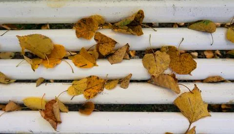 Autumn Stock Photos
