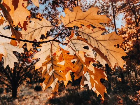 Autumn Stock Photos