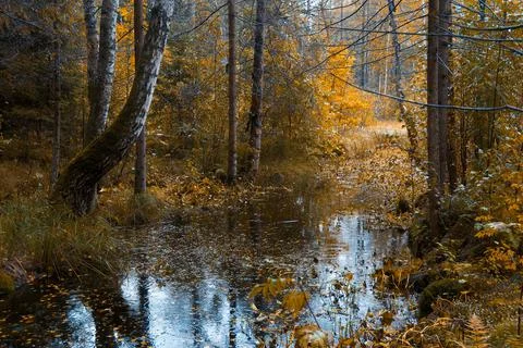 Autumn Stock Photos