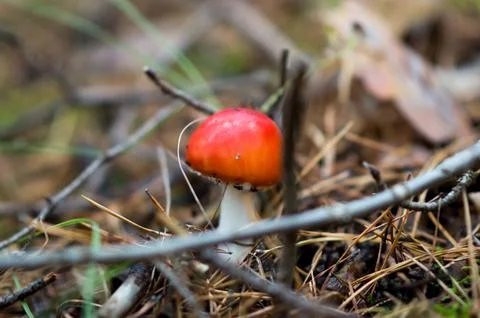 Autumn Stock Photos