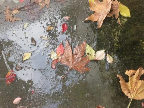 Autumn Stock Photos