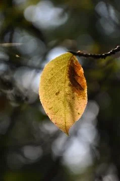Autumn Stock Photos