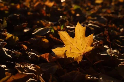 Autumn Stock Photos