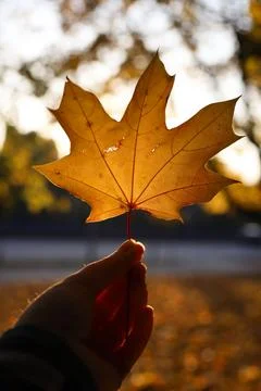 Autumn Stock Photos