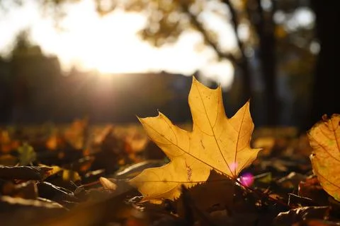 Autumn Stock Photos