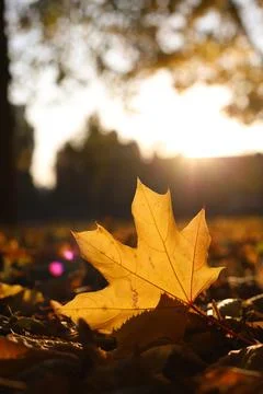Autumn Stock Photos