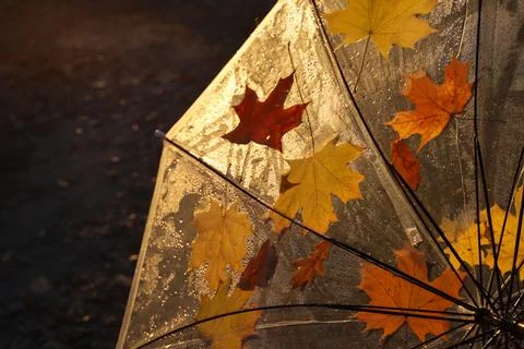 Autumn Stock Photos
