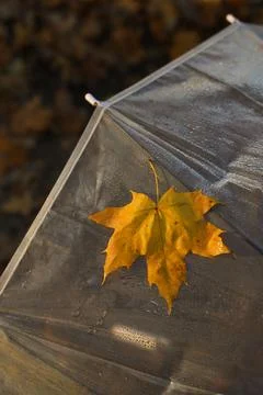 Autumn Stock Photos
