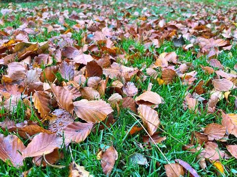 Autumn Stock Photos