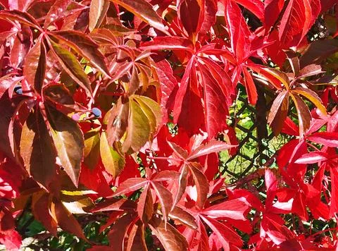 Autumn Stock Photos