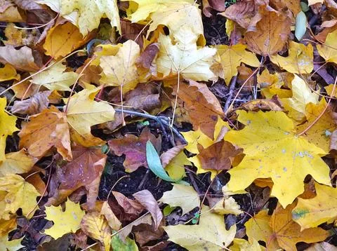 Autumn Stock Photos