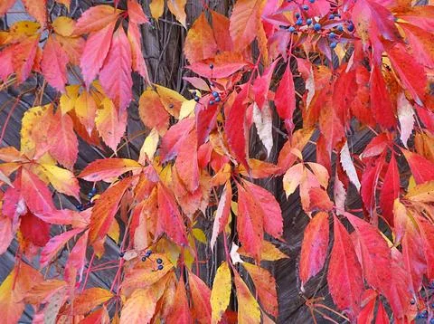 Autumn Stock Photos