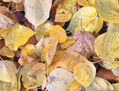 Autumn Stock Photos