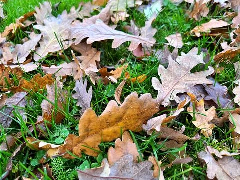 Autumn Stock Photos
