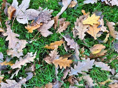 Autumn Stock Photos