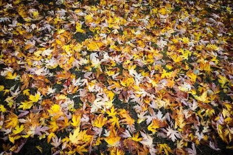 Autumn 库存照片