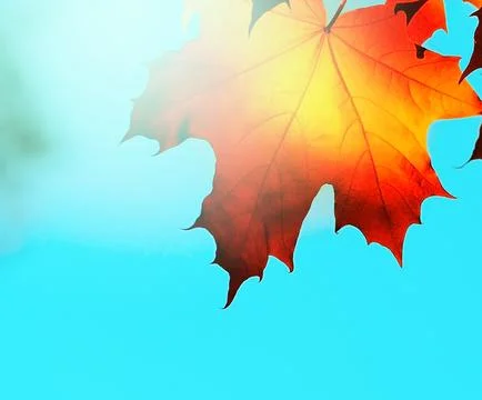 Autumn Stock Photos