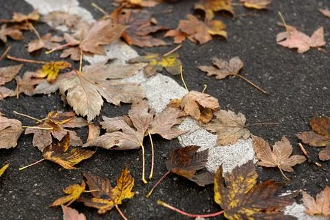 Autumn Foto stock