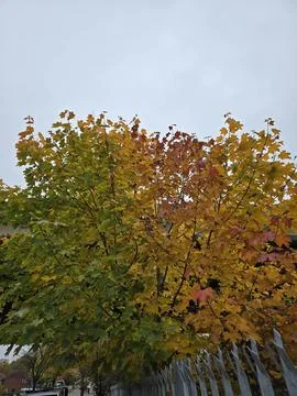 Autumn Stock Photos