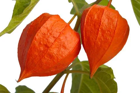 Autumn physalis Stock Photos