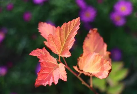 Autumn physocarpus Stock Photos