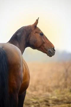 Аutumn picture of a horse Stock Photos