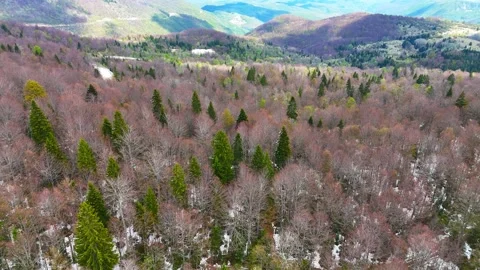 Autumn Pine Flight Stock Footage 296857173