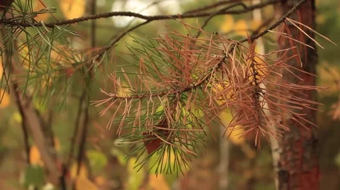 Autumn pine Video stock 55374075