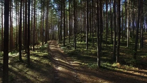 Autumn Pine Forest and Road Stock Footage 69988614