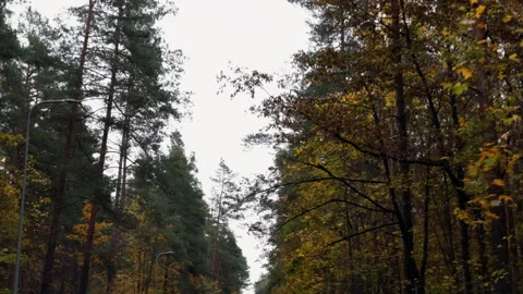 Autumn pine forest canopy with tall trees and golden leaves beneath overcast sky Stock Footage 347869740