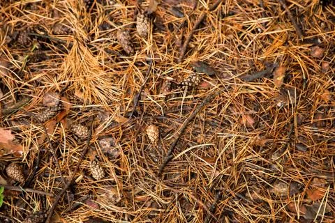 Autumn pine Forest floor texture Stock Photos