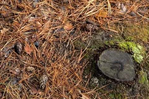 Autumn pine Forest floor texture Stock Photos