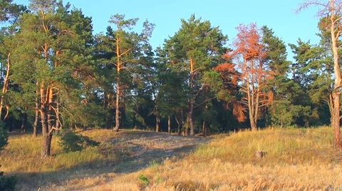 Autumn pine forest Video stock 53542561