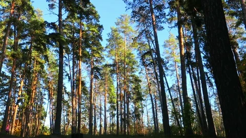 The autumn pine forest Stock Footage 88997301