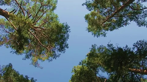 Autumn pine forest Stock Footage 88997303