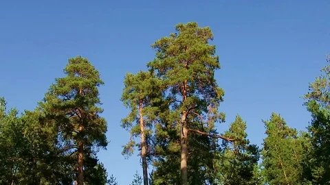 Autumn pine forest Stock Footage 88997394