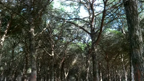 Autumn in the pine forest Stock Footage 140664425