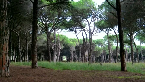 Autumn in the pine forest Stock Footage 140664544