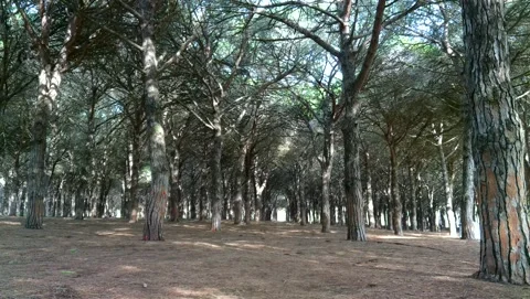 Autumn in the pine forest Stock Footage 140664656