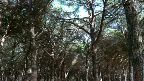 Autumn in the pine forest Stock Footage 140664769